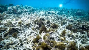 Taman Laut Great Barrier Reef di Australia kembali dilanda pemutihan karang massal 
